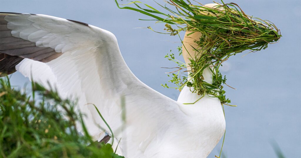 Photographer Turns a Bird's Bad Day Into a Comedy Wildlife Awards Victory
