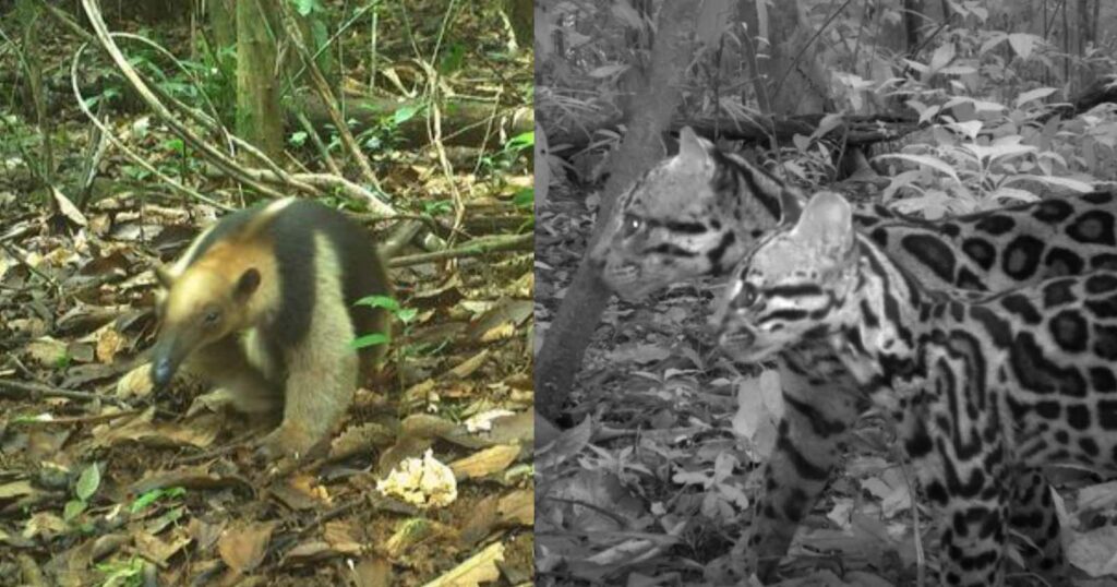 Camera Traps Capture 32 Years of Rarely-Seen Animals on Rainforest Island