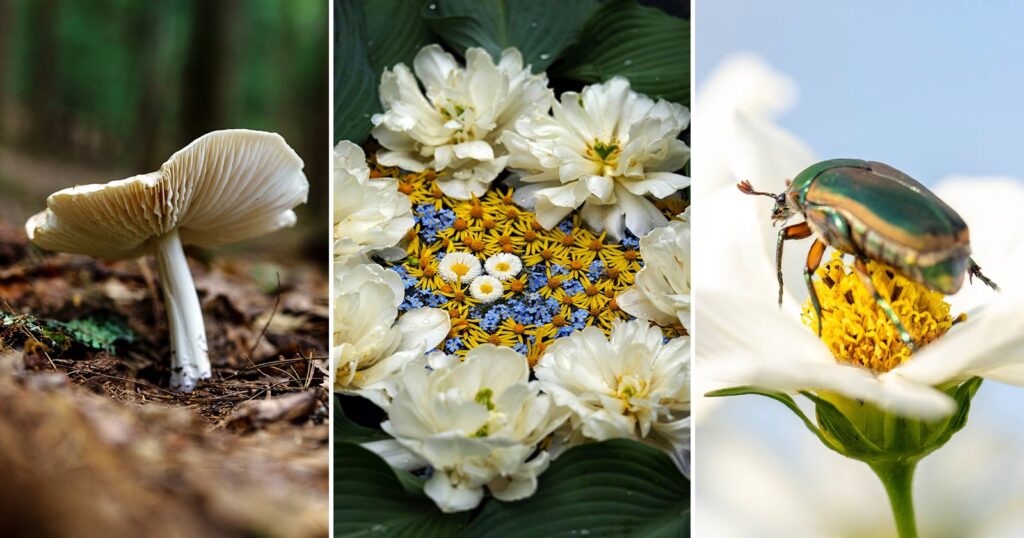 A three-panel image: left shows a white mushroom growing on a forest floor, center displays a floral arrangement with white, yellow, and blue flowers, and right features a green beetle on a white flower’s yellow center.