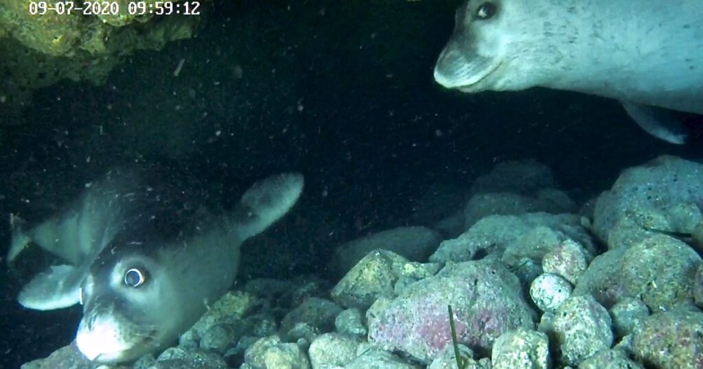 Underwater Cameras Capture Seals Resting in Secret ‘Bubble Caves’ Two seals are underwater near a rocky seabed. One seal is swimming near the bottom left, facing the camera, while another seal looks on from the upper right. The timestamp reads "09-07-2020 09:59:12.