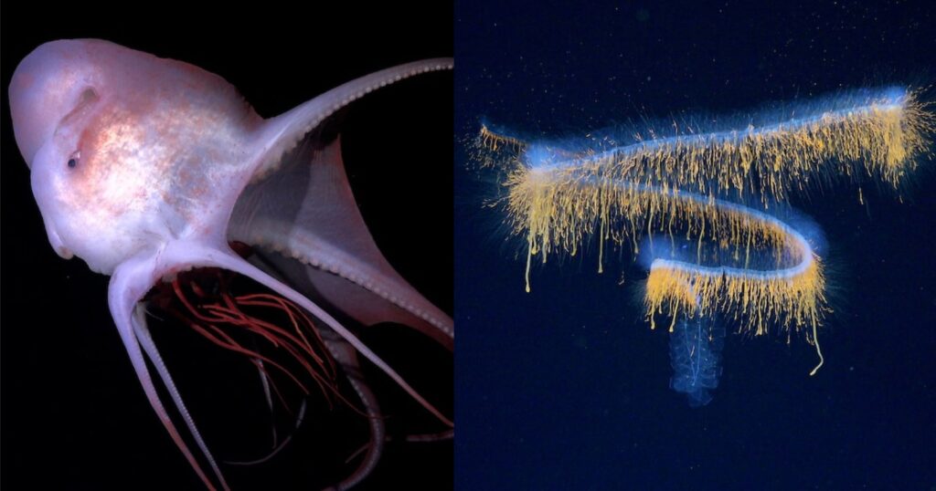 31 Otherworldly New Deep-Sea Species Photographed with Cutting-Edge Camera Technology 31 Otherworldly New Deep-Sea Species Photographed with Cutting-Edge Camera Technology