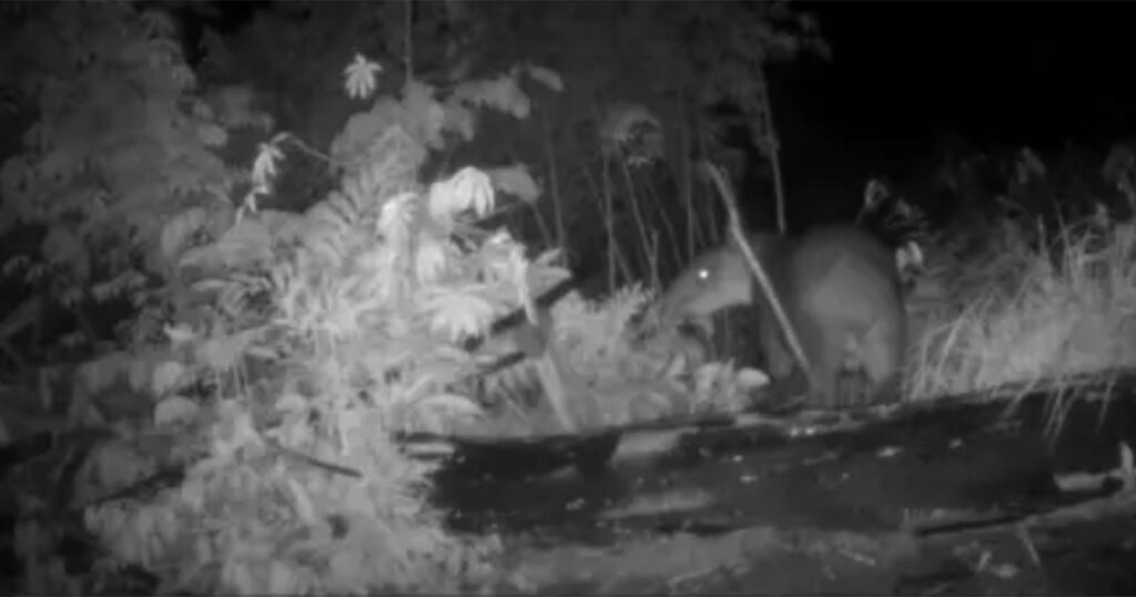 Camera Traps in Honduras Exonerate an Endangered Species Blamed for Eating Crops Nighttime infrared photo showing a large mammal, possibly a tapir, standing among dense foliage and fallen branches in a forest. The animal’s eyes are glowing due to the camera’s flash.