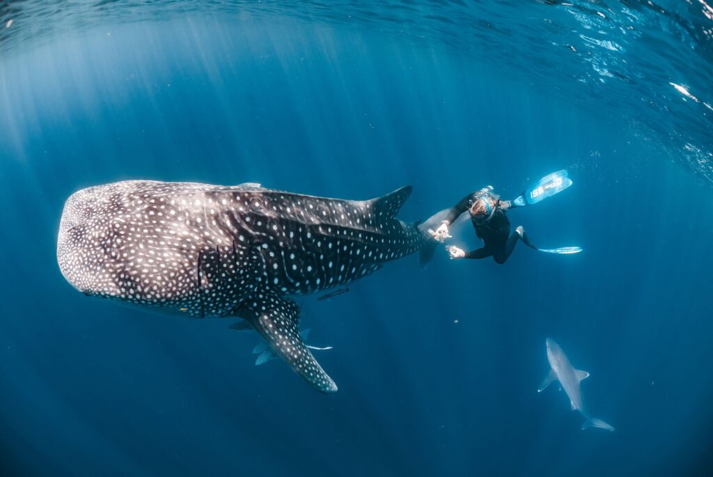 Diver snaps award-winning underwater shot of whale shark using modified 35-year-old fisheye lens Diver snaps award-winning underwater shot of whale shark using modified 35-year-old fisheye lens