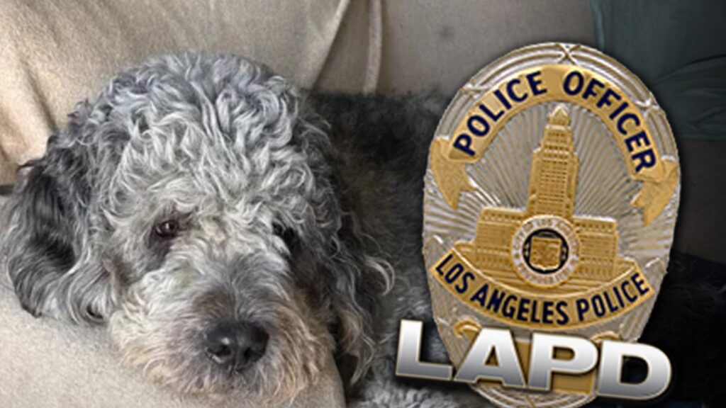 Family of Dog Killed by LAPD Will Sue if Not Handled ‘Appropriately’ Family of Dog Killed by LAPD Will Sue if Not Handled 'Appropriately'