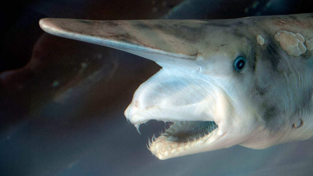 First-ever camera footage of world’s “ugliest shark” in its natural habitat captured by researchers First-ever camera footage of world’s “ugliest shark” in its natural habitat captured by researchers