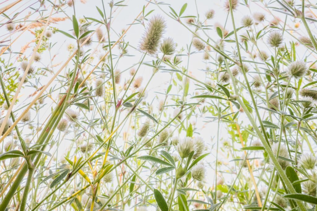 Close-up view from a low angle of tall, green grass and plants with soft, fuzzy seed heads against a bright, sunlit sky. The image has a light, airy feel with soft focus and natural details.