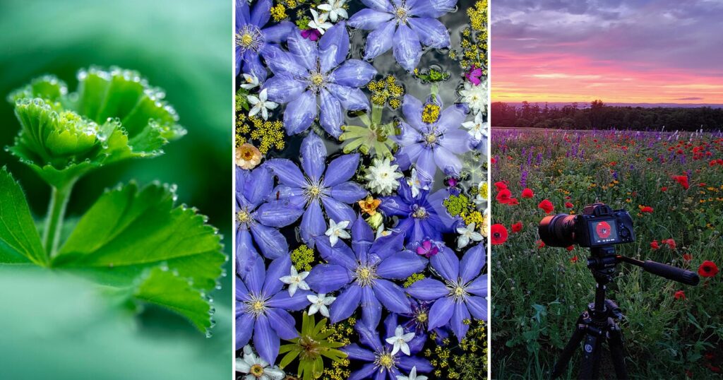 Nature in Miniature: Advanced Techniques for Macro Compositions A triptych image: close-up of a green leaf with dew drops, a top view of assorted purple and white flowers, and a camera on a tripod in a wildflower field at sunset.