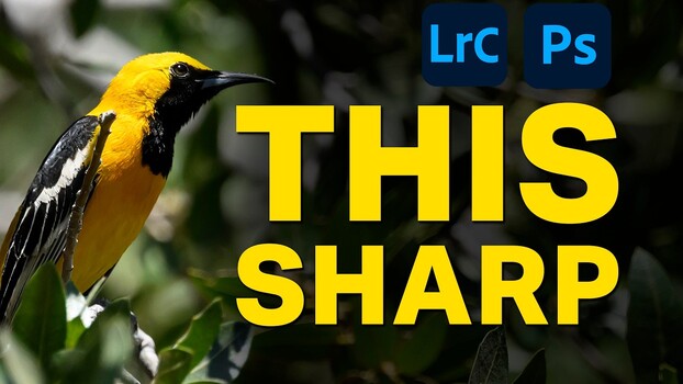 Sharpen Wildlife Photos: Lightroom vs Photoshop Sharpen Wildlife Photos: Lightroom vs Photoshop