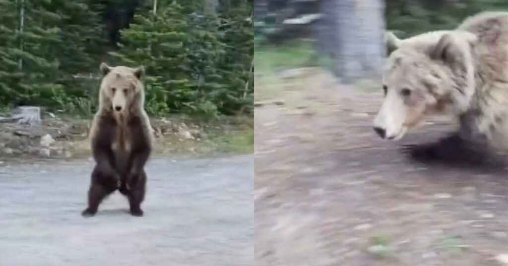 Woman Bravely Films Terrifying Encounter With Charging Grizzly Bear Split image: Left side shows a bear standing upright on a dirt path in front of trees. Right side shows the bear running on all fours through a forested area, appearing slightly blurred by motion.
