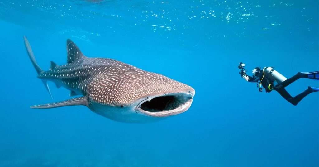 First-of-its-Kind Footage Shows the Ocean From a Whale Shark’s Perspective First-of-its-Kind Footage Shows the Ocean From a Whale Shark's Perspective