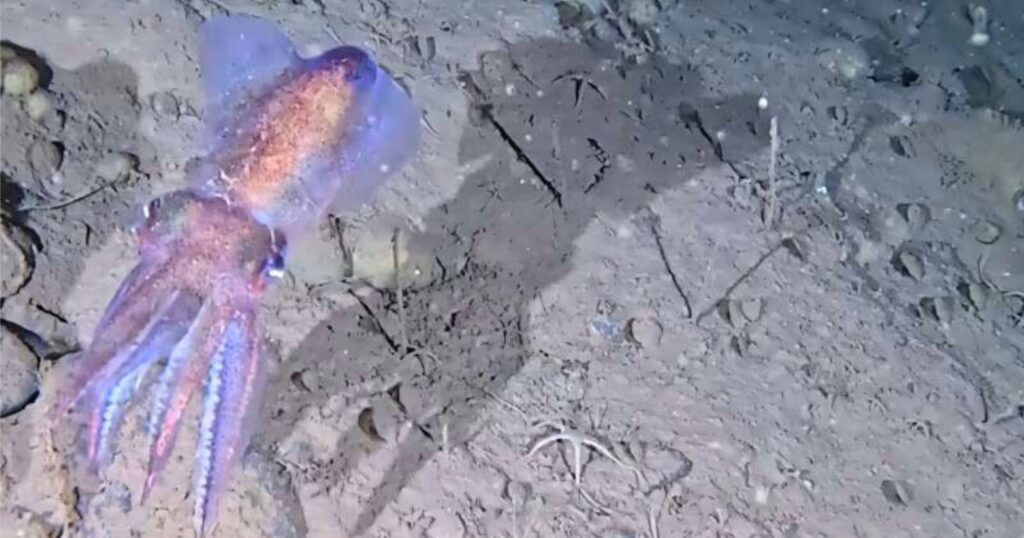 Rare Arctic Bobtail Squid Filmed in Its Natural Habitat for the First Time A purple and pink squid swims near the ocean floor, casting a large shadow on the sandy, rocky bottom.