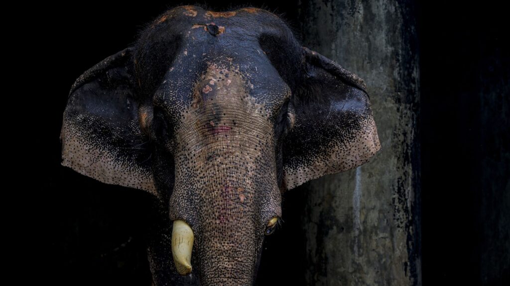 These photographs are breaking my heart, but this 55-year-old elephant’s viral rescue also proves the power of photography