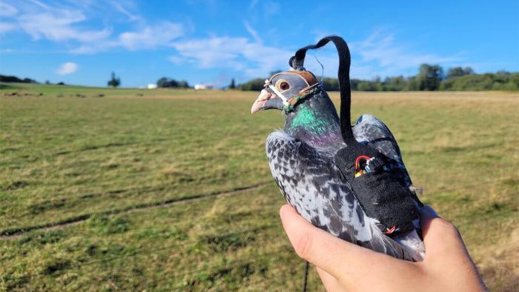 These pigeon cameras could help create smarter drone cameras, say researchers These pigeon cameras could help create smarter drone cameras, say researchers