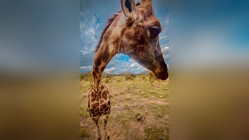 This nose-to-lens giraffe photograph earned a major award for its dramatic camera phone perspective This nose-to-lens giraffe photograph earned a major award for its dramatic camera phone perspective