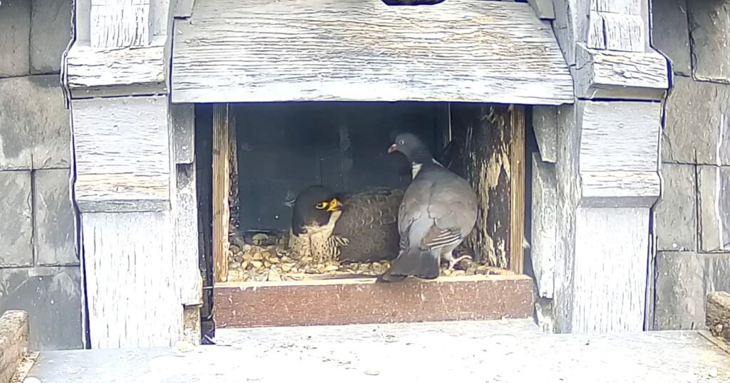 Trail Cam Footage Shows World's Dumbest Pigeon Walking Into Falcon's Nest