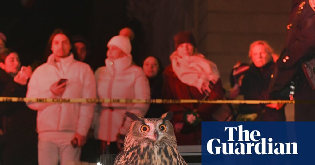 ‘Kind of like a fairytale’: documentary tells the unusual tale of Flaco the Owl | Documentary films