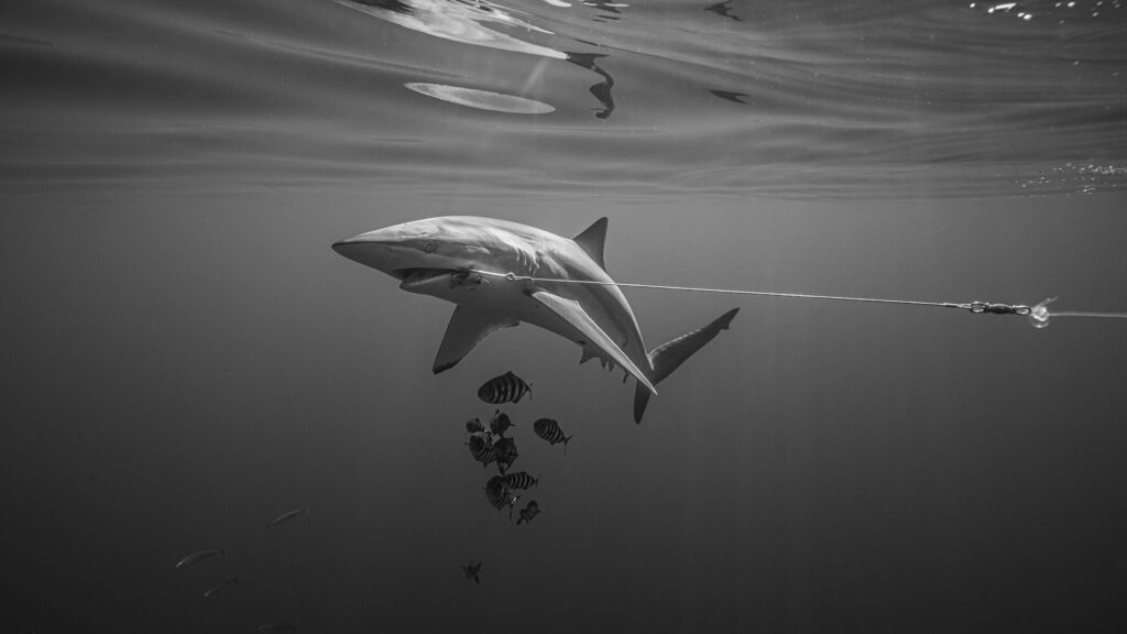 Black-and-white photo of “helpless” shark hooked on illegal fishing line snags commendation in top ocean photography awards Black-and-white photo of "helpless" shark hooked on illegal fishing line snags commendation in top ocean photography awards