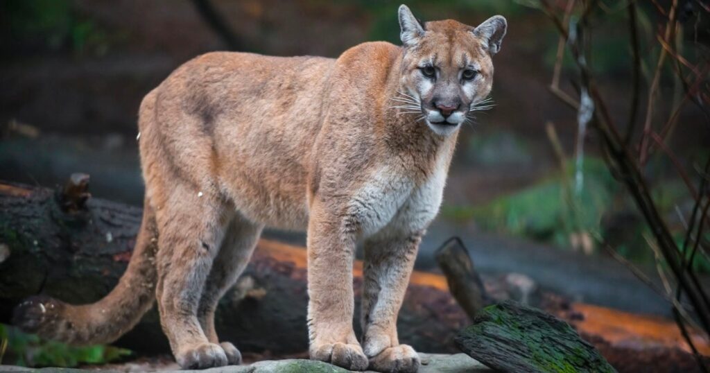 Photographer Has Fist Fight With Mountain Lion After It Attacked His Dog A mountain lion stands on a rock in a wooded area, looking directly at the camera.