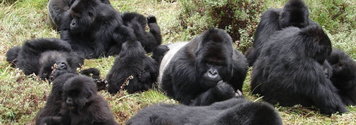 Ugandans Plant Trees to Protect Gorilla Habitat | News Ugandans Plant Trees to Protect Gorilla Habitat | News