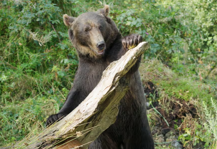 Etihad Cargo supports wildlife conservation with rescue of two brown bears | News Etihad Cargo supports wildlife conservation with rescue of two brown bears | News