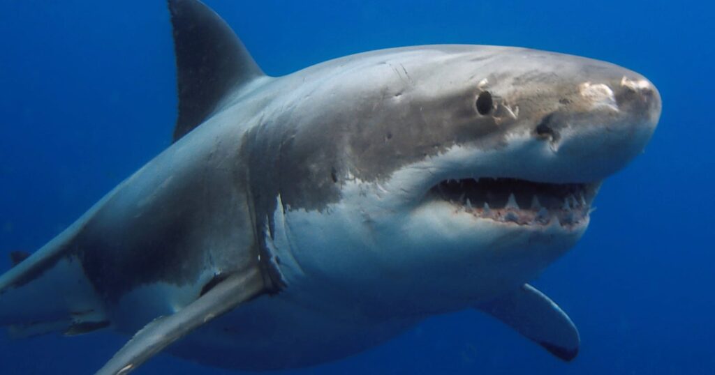 A great white shark swims through deep blue water, showing its dorsal fin, dark grey back, white underbelly, and visible teeth.