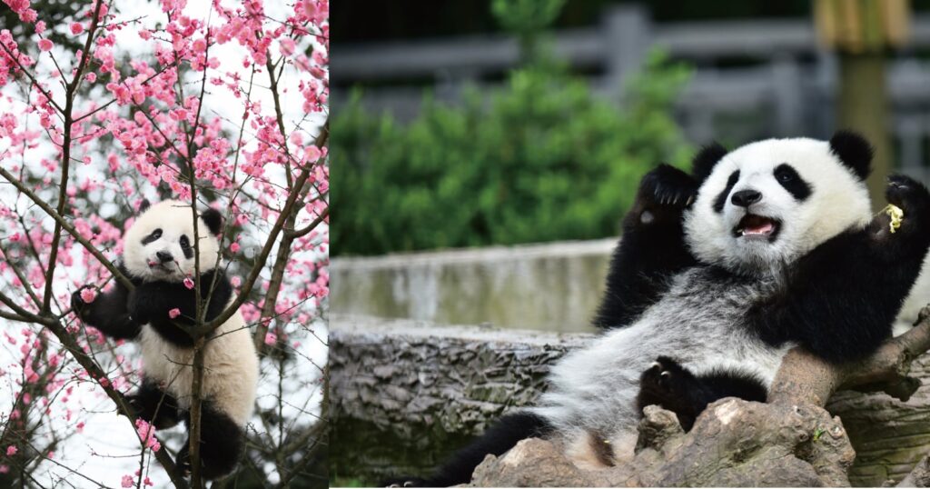 Photo Book Reveals the Stories Behind China’s Giant Pandas Photo Book Reveals the Stories Behind China’s Giant Pandas