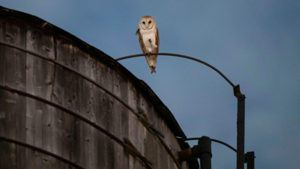 Photographers are flocking to New York City for an unusual reason: The chance to photograph barn owls