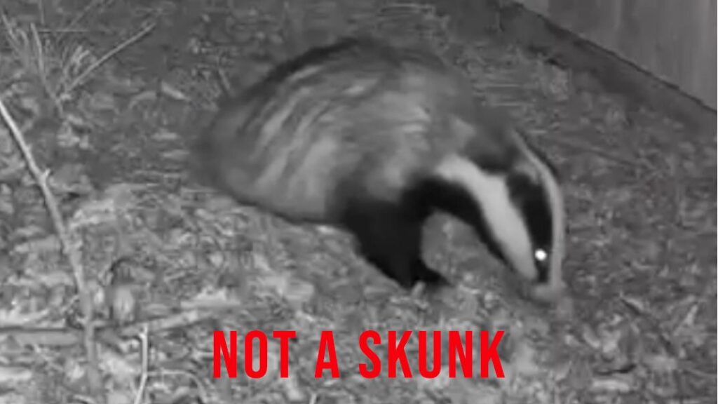 Ring camera’s A.I. is fooled by these very normal types of wildlife. What seems to be the problem? Badger caught by ring camera