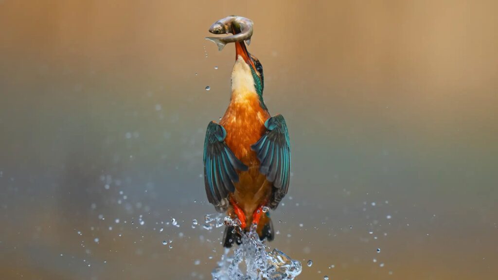 Still a great camera, Sony A9’s power and precision capture a kingfisher with freshly caught fish Still a great camera, Sony A9's power and precision capture a kingfisher with freshly caught fish